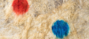 Large hand-felted raw wool canvas with two circles painted using animal branding fluid in red and blue